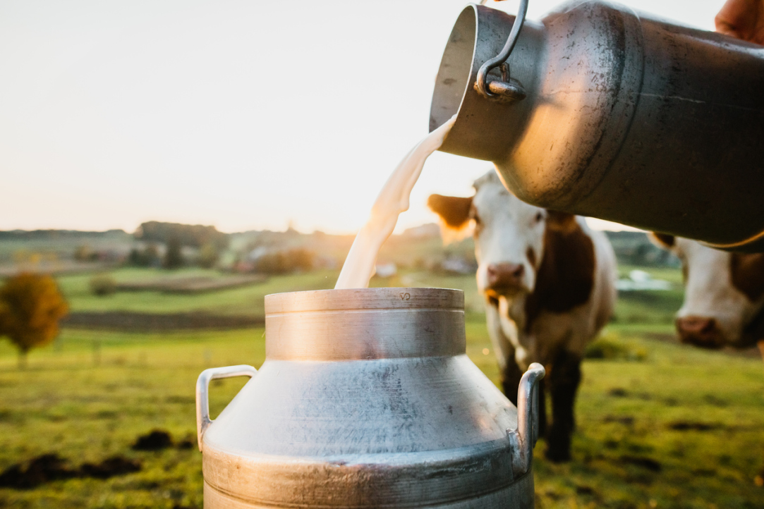 Российские ученые определили лучшие места производства органического молока