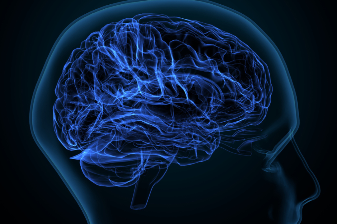 Мозолистое тело оказалось «выключателем» правого полушария мозга во время речи
